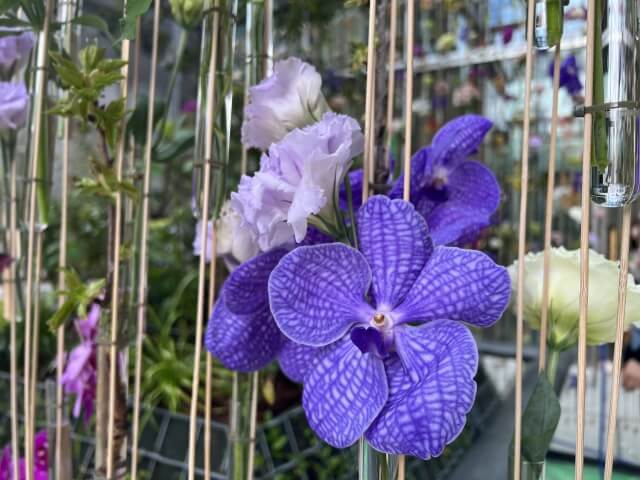 上品な印象の赴くままに｜10000円で選ぶブルーエレガント胡蝶蘭