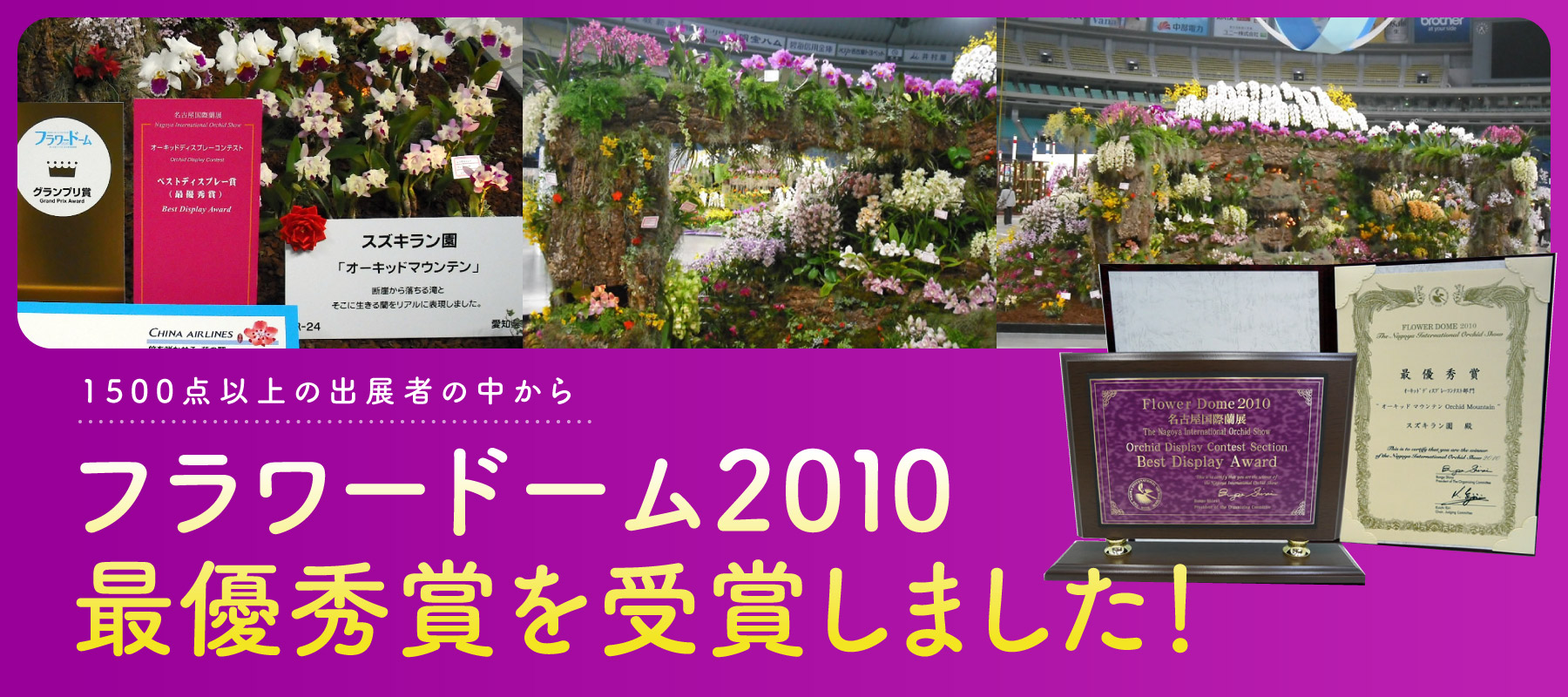 希少！受賞選抜個体交配 スターチアナ 洋蘭　洋ラン　胡蝶蘭 洋蘭 専門店】胡蝶蘭をギフトに選ぶなら洋蘭.jp｜胡蝶蘭、洋蘭