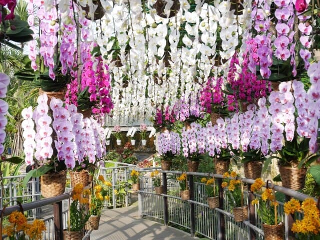 3色の胡蝶蘭で華やかさをプラス！ギフトに選ぶ5本立ての魅力