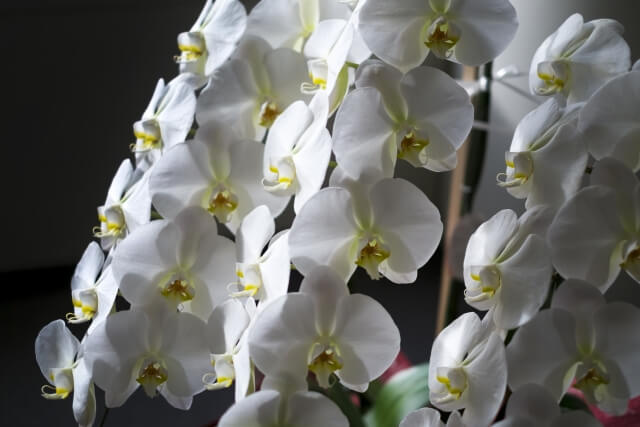 人気通販サイトで選ぶ！胡蝶蘭専門店の見極め方