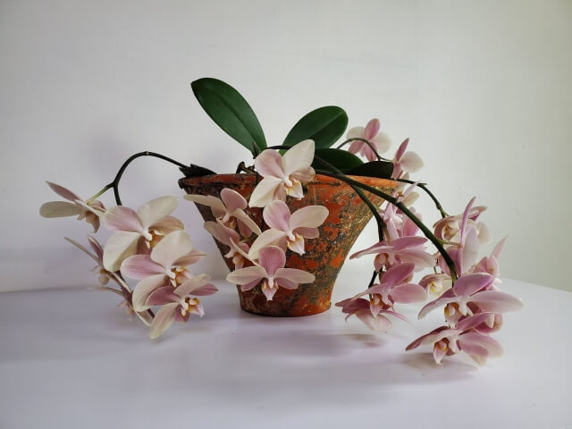 部屋を上質な癒やし空間に！胡蝶蘭で作るインテリアスタイルのすすめ