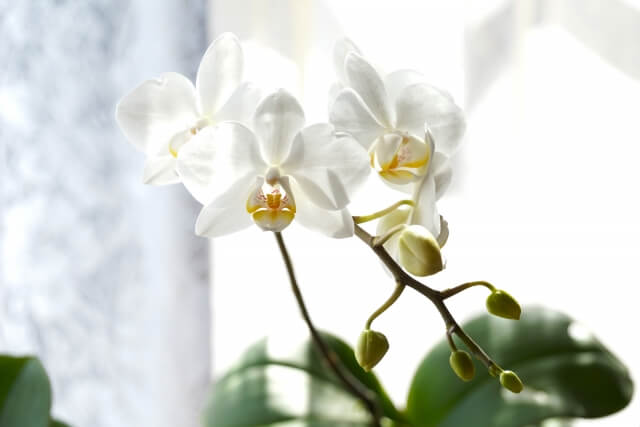 5000円でも印象アップ！部屋を華やかに彩る胡蝶蘭ギフトを贈ろう