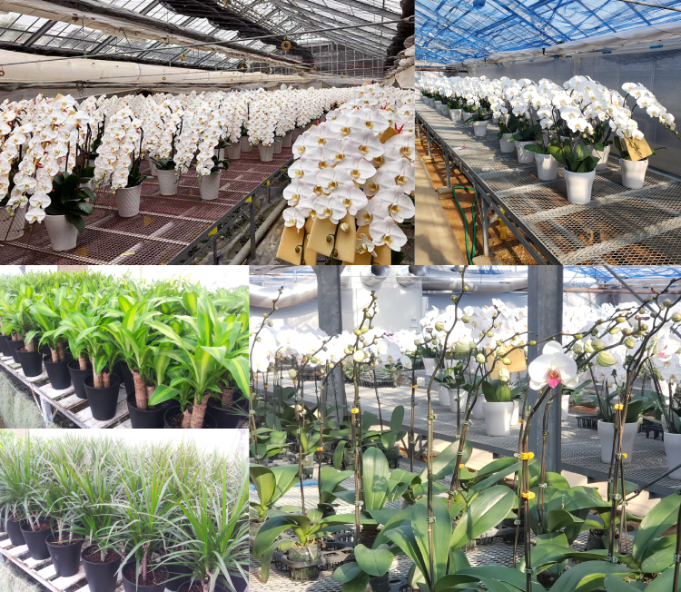 洋蘭専門店】シンビジュームやオンシジュームについて解説 高級感の