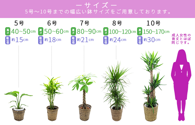 観葉植物 ユッカ エレファンティペス 青年の樹 10号鉢 白ラスター