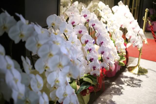 産地直送胡蝶蘭を通販で楽しむ活用法