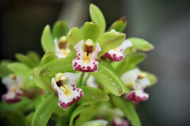 彩り豊かなシンビジウムを選ぶためのポイント