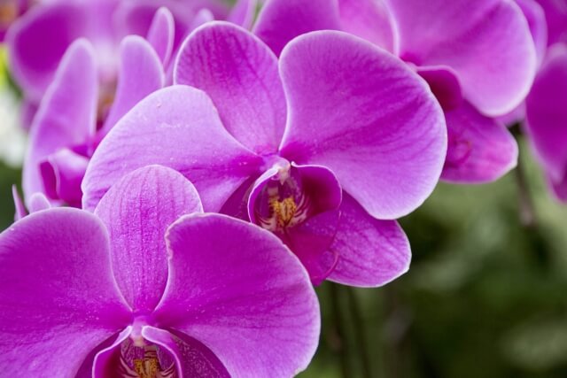 紫胡蝶蘭｜種類別に見る魅力と選び方ガイド