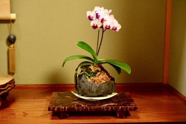 内祝いにも喜ばれる！5000円で選ぶ胡蝶蘭ギフト