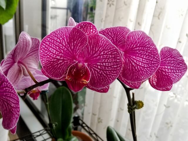 引っ越し祝いにぴったり！5000円で選ぶ胡蝶蘭の極意