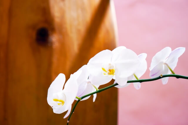 気品を添えるエレガントな胡蝶蘭の選びと飾り方