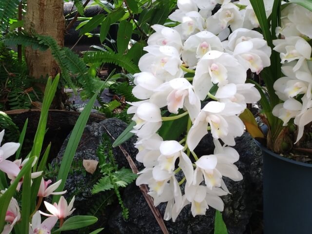 新しい選択肢！遺伝子組み換え胡蝶蘭の魅力と選び方