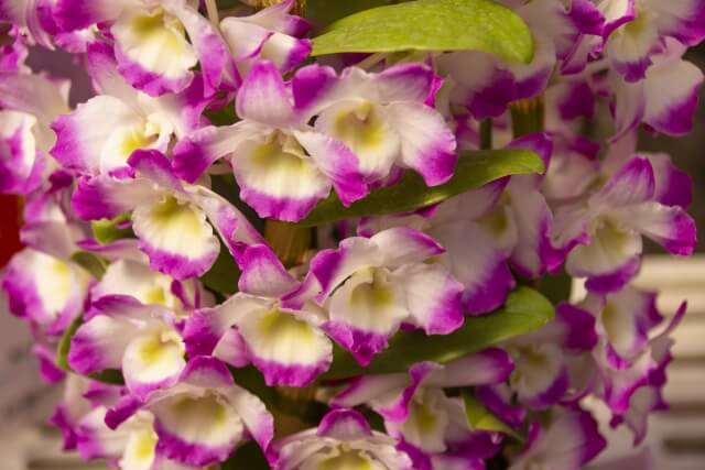 室内を華やげるデンドロビュームの魅力的活用法