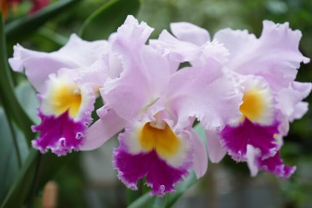 華やかさと存在感を引き出す｜カトレアの魅力と育て方