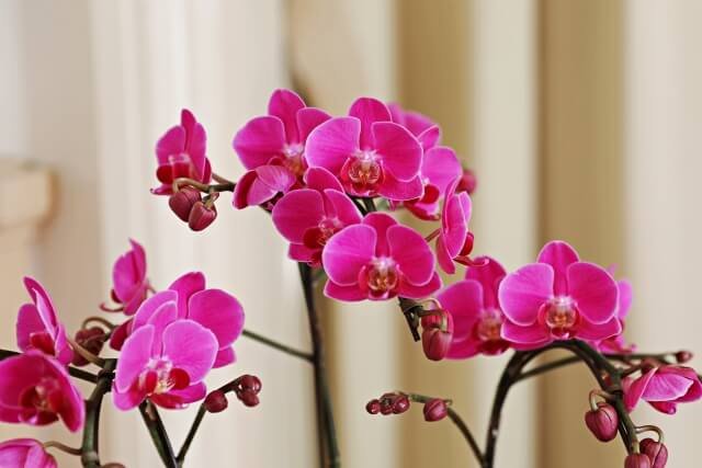 手間いらずで長く楽しめる！光触媒胡蝶蘭がもたらす新しい魅力