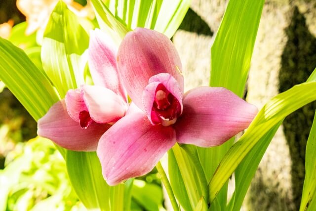 個性的で魅惑的｜専門店で選ぶパフィオペディラムの楽しみ方