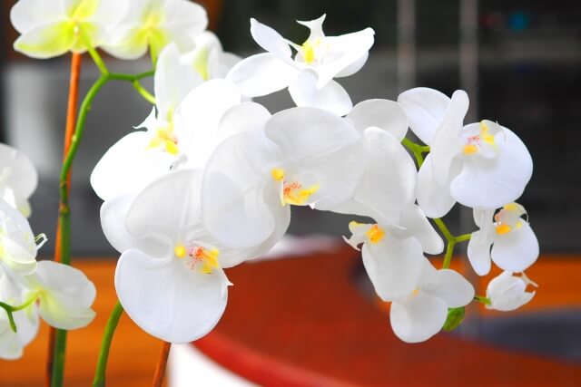 テーブルにぴったり収まる胡蝶蘭5本立てを選ぶポイントとは