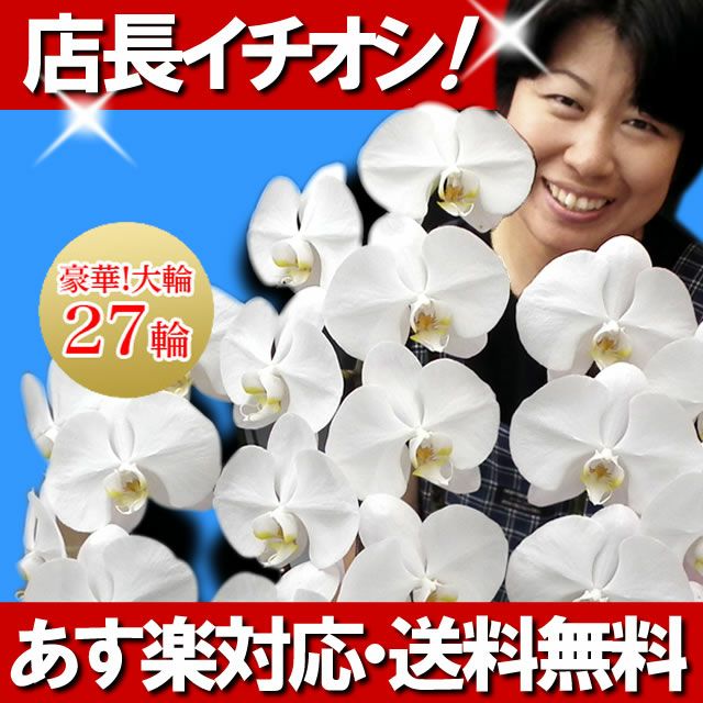大輪胡蝶蘭　ホワイト3本立ち33輪 ラッピング有！送料無料！ 大輪胡蝶蘭3本立ち（33輪以上） ホワイト 自社配達 東京23区限定販売