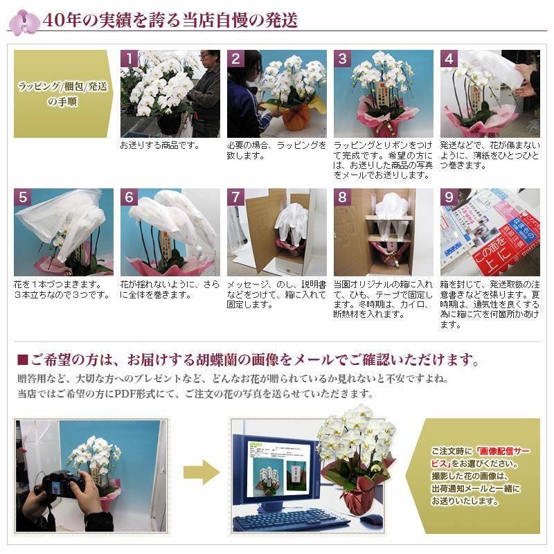 胡蝶蘭 大輪 白 3本立ち 27輪以上 選べる3色 花 ギフト | 洋蘭.jp