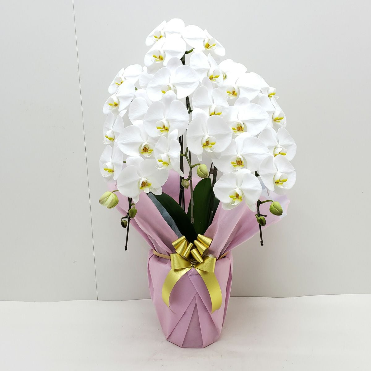 花なし株】 ファレノプシス シレリアナ Phal.schilleriana 原種 芳香
