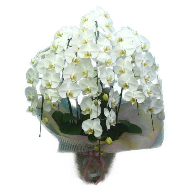 花なし株】 ファレノプシス マリエ Phal.mariae 原種 3号鉢 25cm 開花