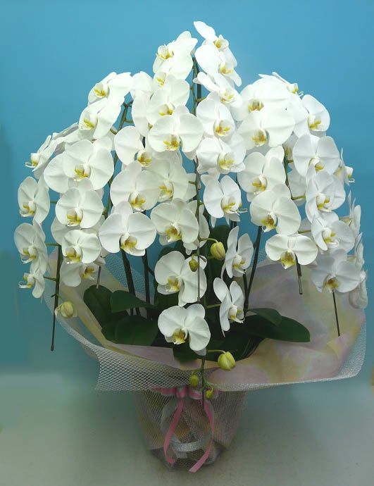 胡蝶蘭 大輪 白 7本立ち 70輪以上