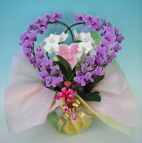 ハート胡蝶蘭 ミディタイプ 紅白 ダブルハート