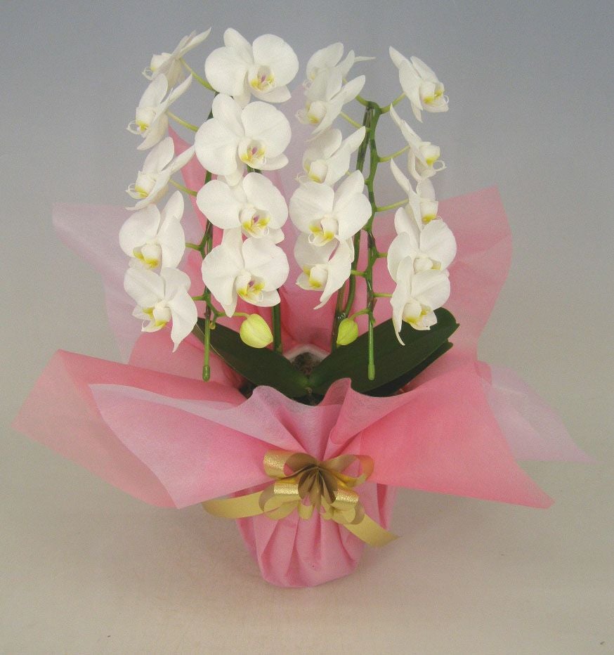ミディ胡蝶蘭 アマビリス 2本立ち 20輪以上 選べる2色(白・さくら色ピンク)+ミックス