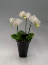 ミディ胡蝶蘭 アマビリス 白 3本立ち 18輪以上