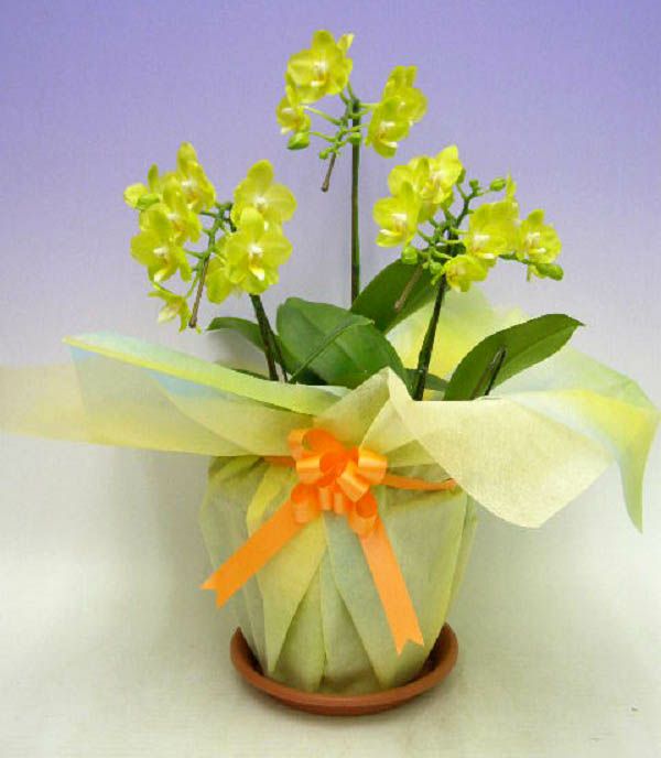 ミディ胡蝶蘭 イエロー 3本立ち 16輪以上