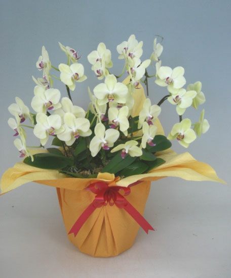 ミディ胡蝶蘭 イエロー 7本立ち 35輪以上