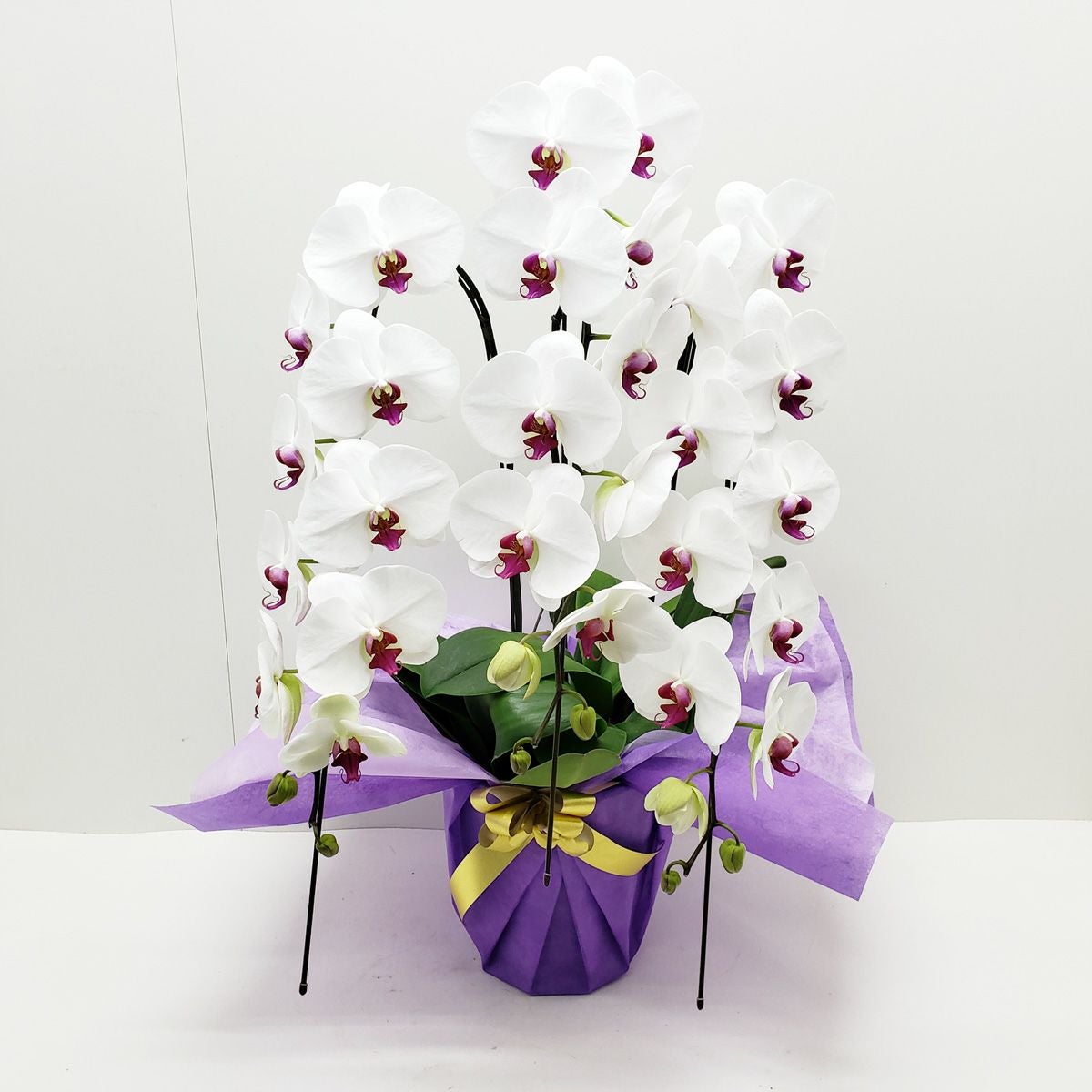 胡蝶蘭 3本立ち 大輪 32輪以上 選べる4色