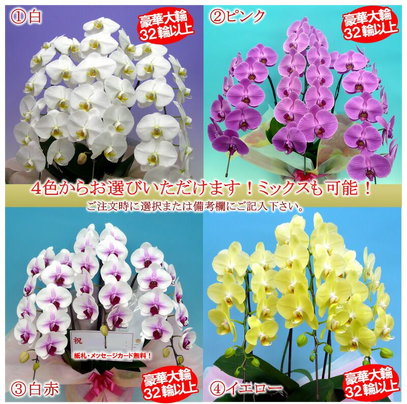 花なし株】 パフィオペディラム エスキロレイ Paph.esquirolei 原種 3