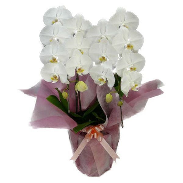 花なし株】 ファレノプシス マリエ Phal.mariae 原種 3号鉢 25cm 開花