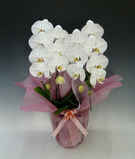 胡蝶蘭 大輪 白 2本立ち 18輪以上