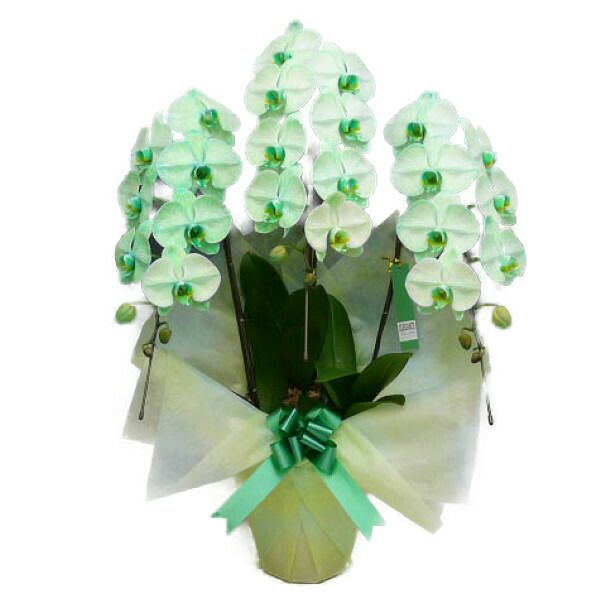 胡蝶蘭 大輪 グリーンエレガンス 緑 3本立ち | 洋蘭.jp