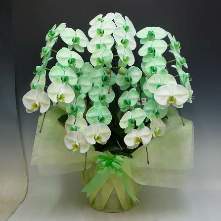 胡蝶蘭 大輪 グリーンエレガンス 緑 5本立ち