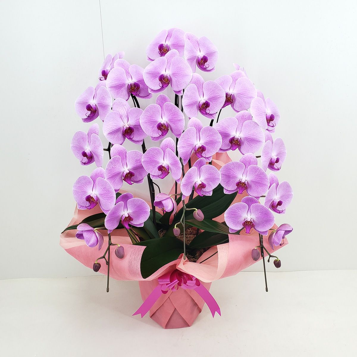 胡蝶蘭 大輪 ピンク 3本立ち 33輪以上
