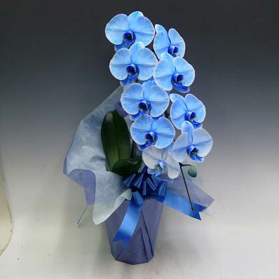 ブルーエレガンス 青 1本立ちの花と鉢姿