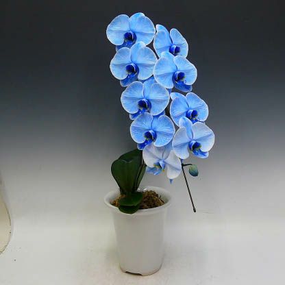 ブルーエレガンス1本立ちの花姿