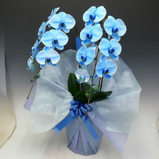 ブルーエレガンス 青 2本立ちの花と鉢姿
