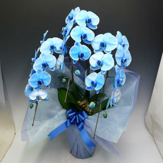 ブルーエレガンス 青 3本立ちの花と鉢姿