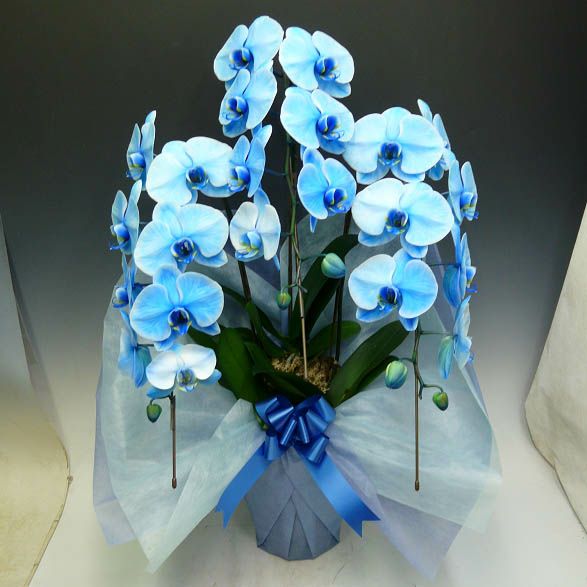 ブルーエレガンス3本立ちの花姿