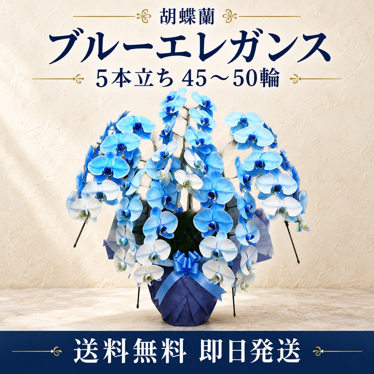 花なし株】 バンダコスティリス ルースネアリー ブルー Van.(Neost
