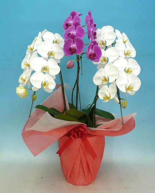 胡蝶蘭 大輪 紅白 3本立ち 28輪以上