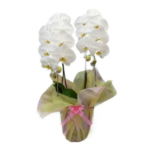 胡蝶蘭 大輪 白 2本立ち 20輪以上