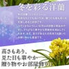シンビジューム イエロー 直立 5本立ち ラッピング付き 耐寒性