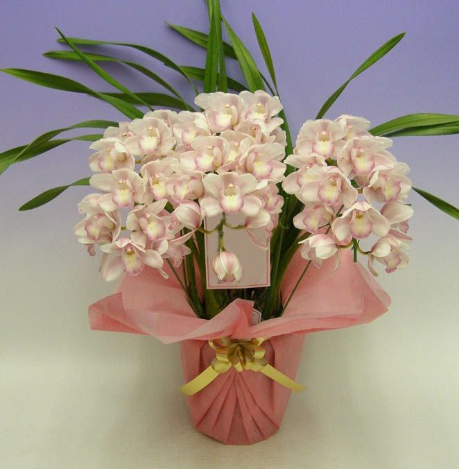 シンビジューム ピンク アーチ 3本立ち ラッピング付 耐寒性 | 洋蘭.jp