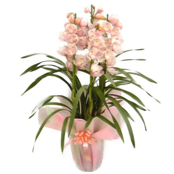 シンビジューム 愛子様 アイコサマ ピンク 直立 4本立ち