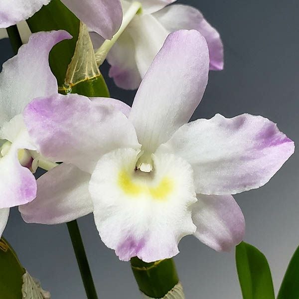 デンドロビューム ファンシーエンジェル ‘リセ’