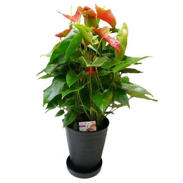 観葉植物 アンスリウム 赤 Anthurium10号鉢(尺鉢)(特大サイズ) 黒丸鉢